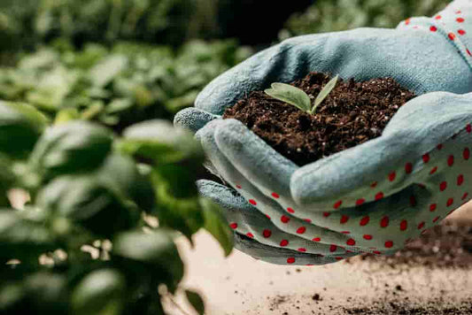 Aprovechando el Oro Negro: Descubriendo los Asombrosos Usos del Residuo del Café 2024 - Coffee Karyk