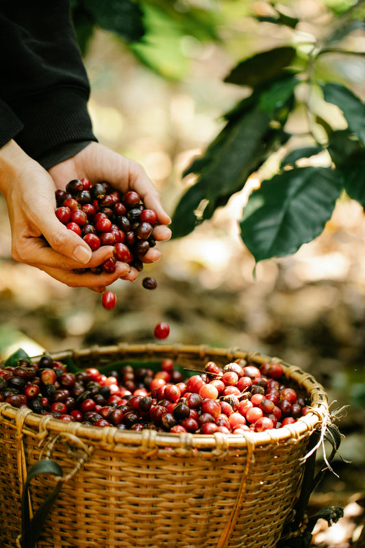 ¿Cómo influye el clima en la calidad del café?